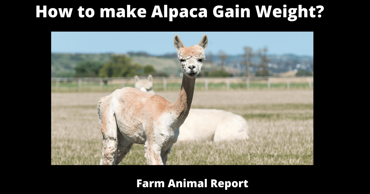 How To Make Alpaca Gain Weight (2024)? **SKINNY**