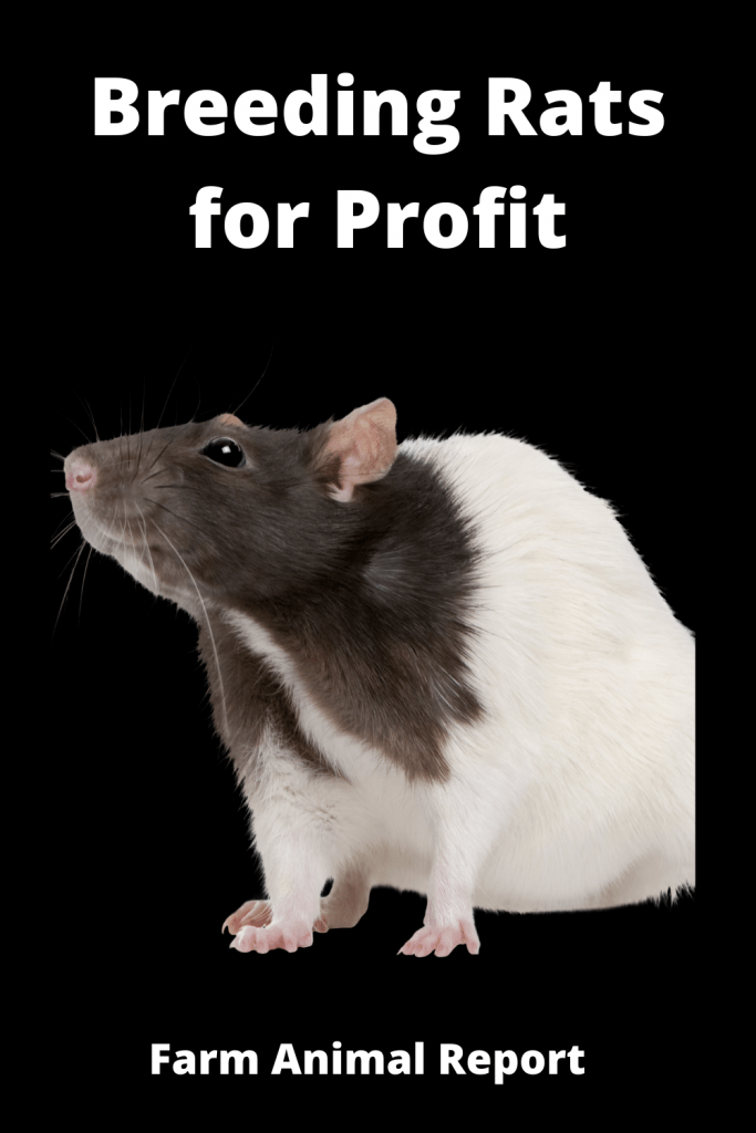 Breeding Rats For Profit 2 = 15,000 One Year