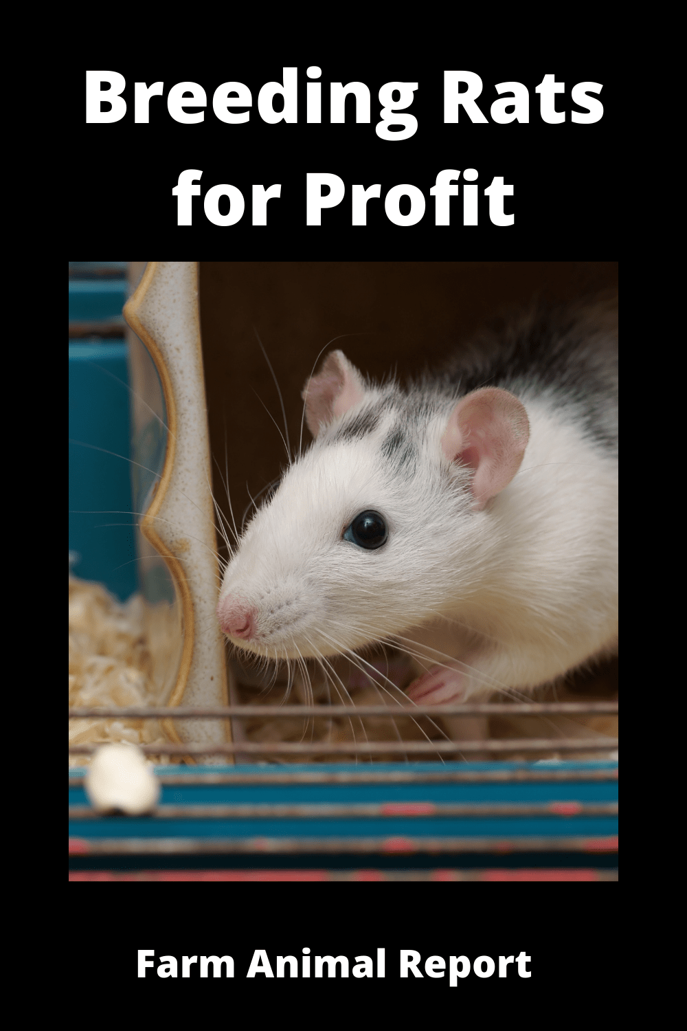 Breeding Rats For Profit 2 = 15,000 One Year