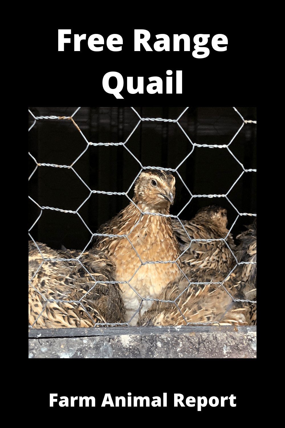 Free Range Quail (2024) ( 6 With Videos)