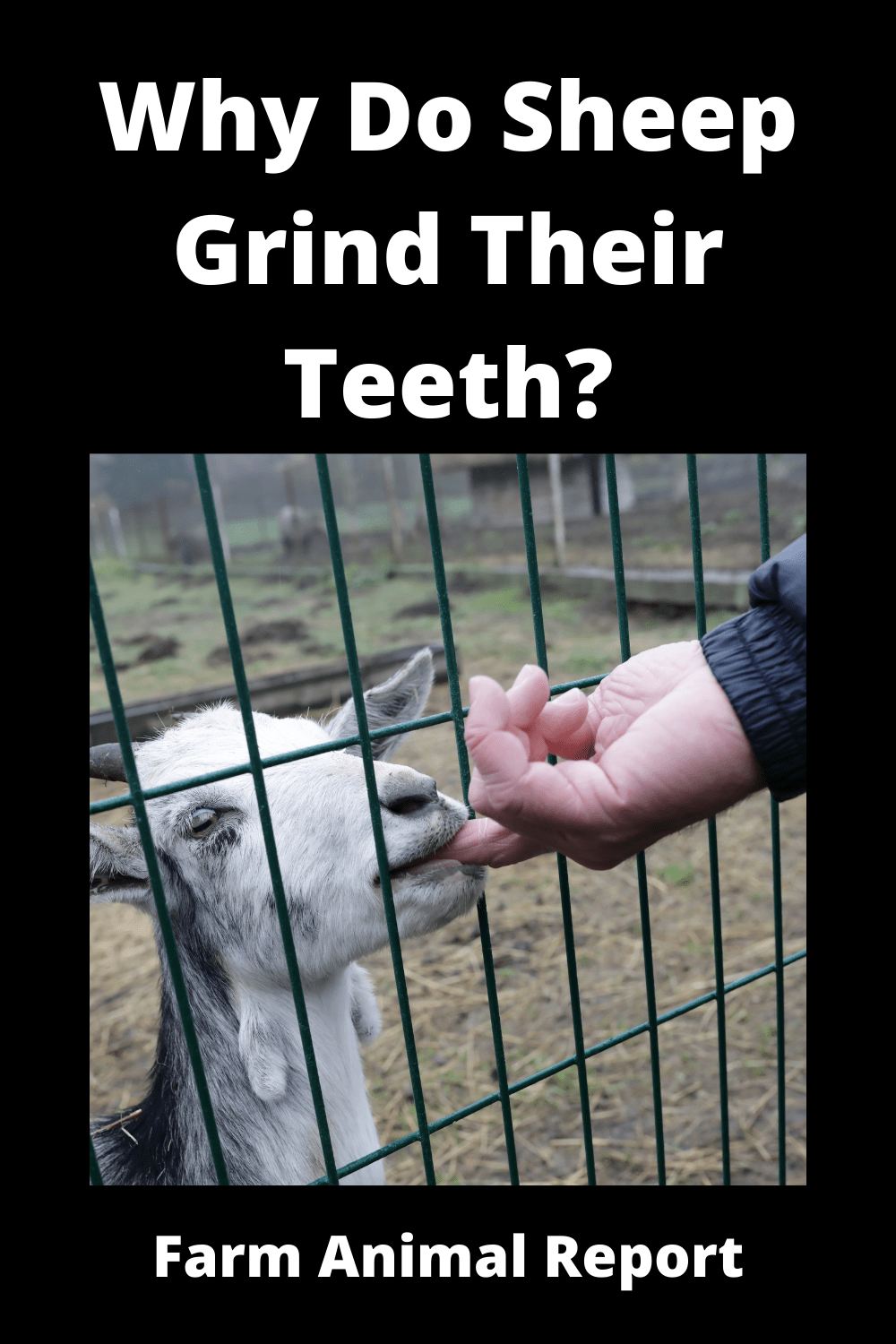 Why Do Sheep Grind Their Teeth? (2024)