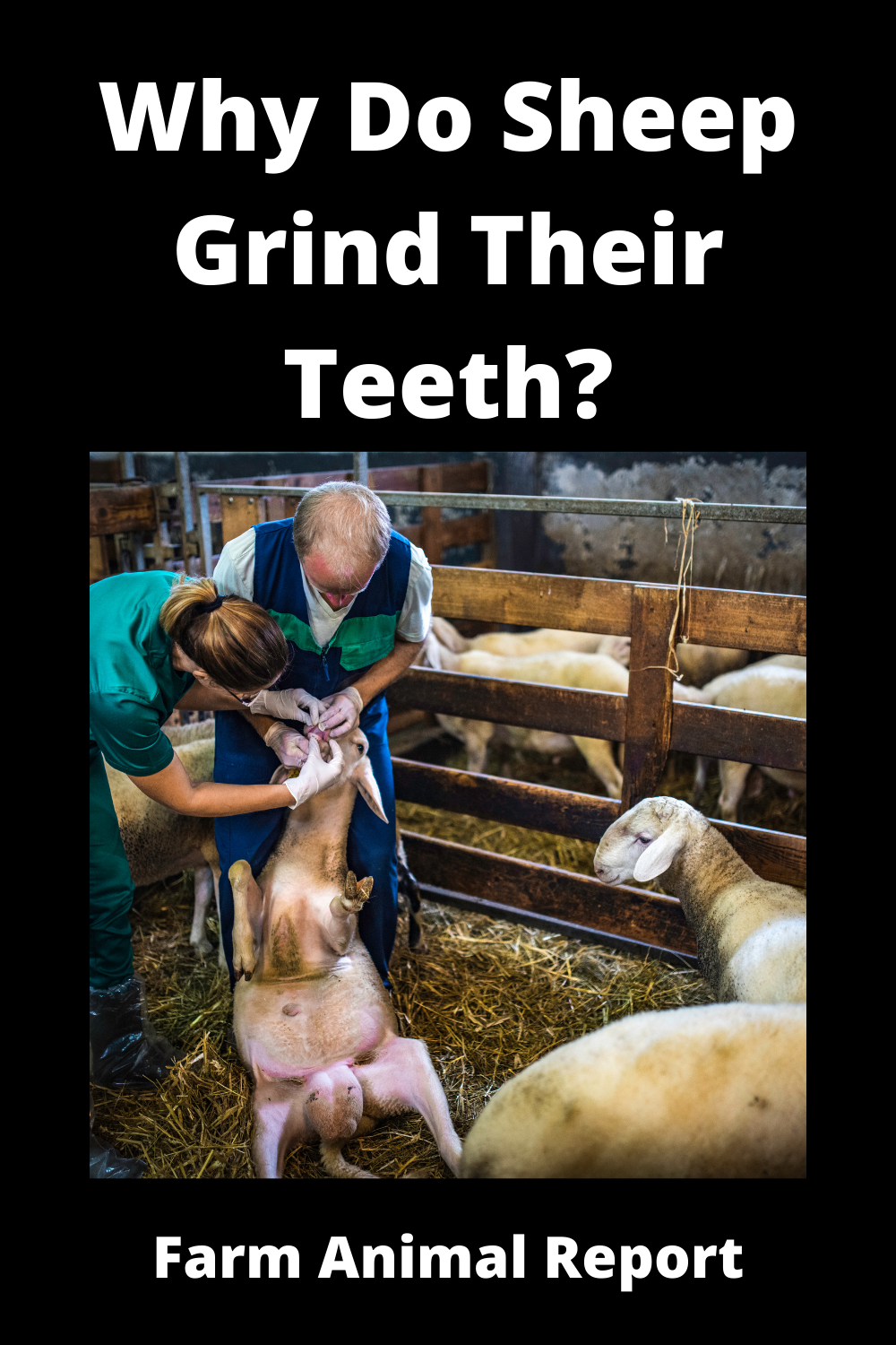 Why Do Sheep Grind Their Teeth? (2024)