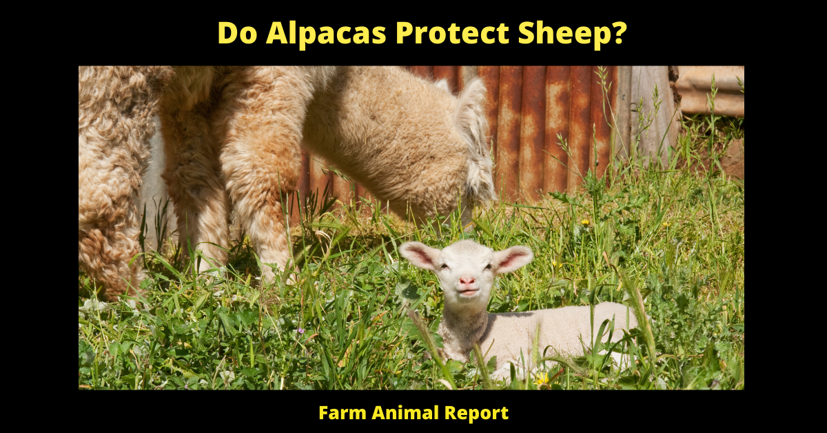 Do Alpacas Protect Sheep? **GUARD**