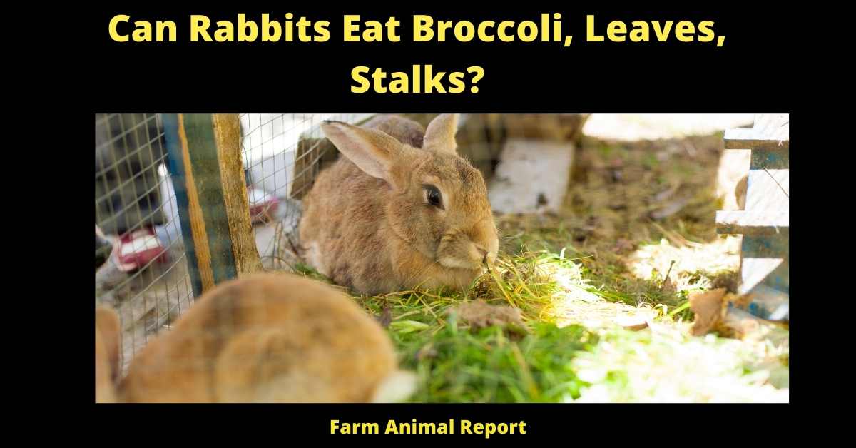 Can Rabbits Eat Broccoli Stalks, Leaves,? **VEGAN**