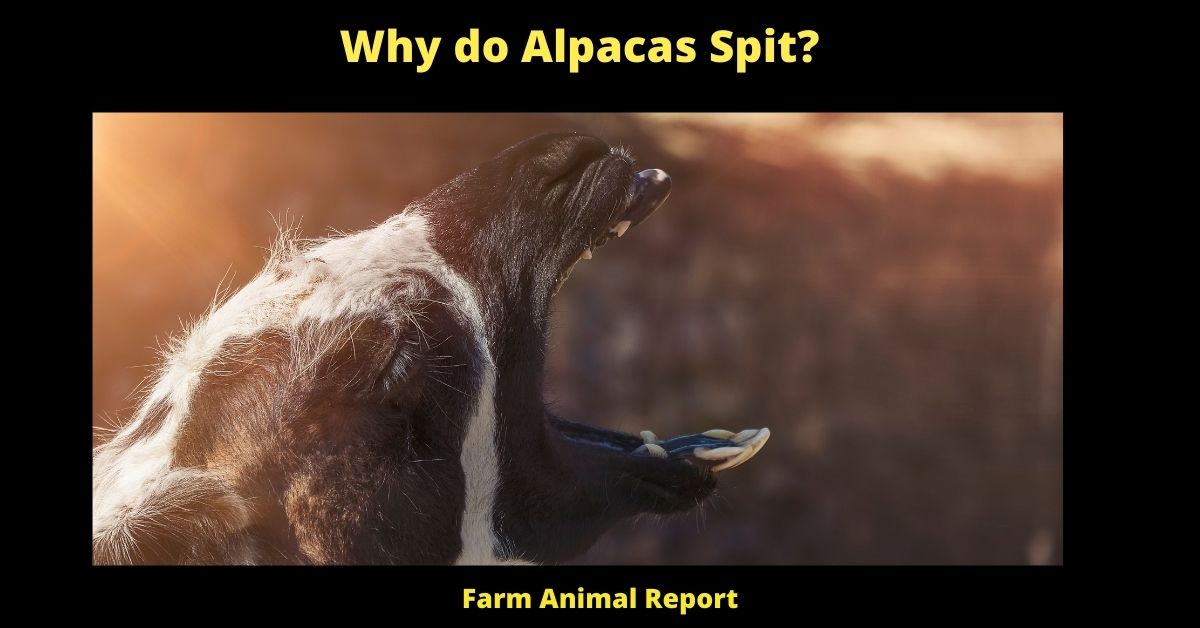 Why Do Alpacas Spit?