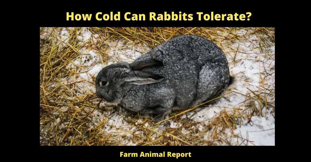 How Cold Can Bunnies Tolerate Rabbit Rabbits Cold