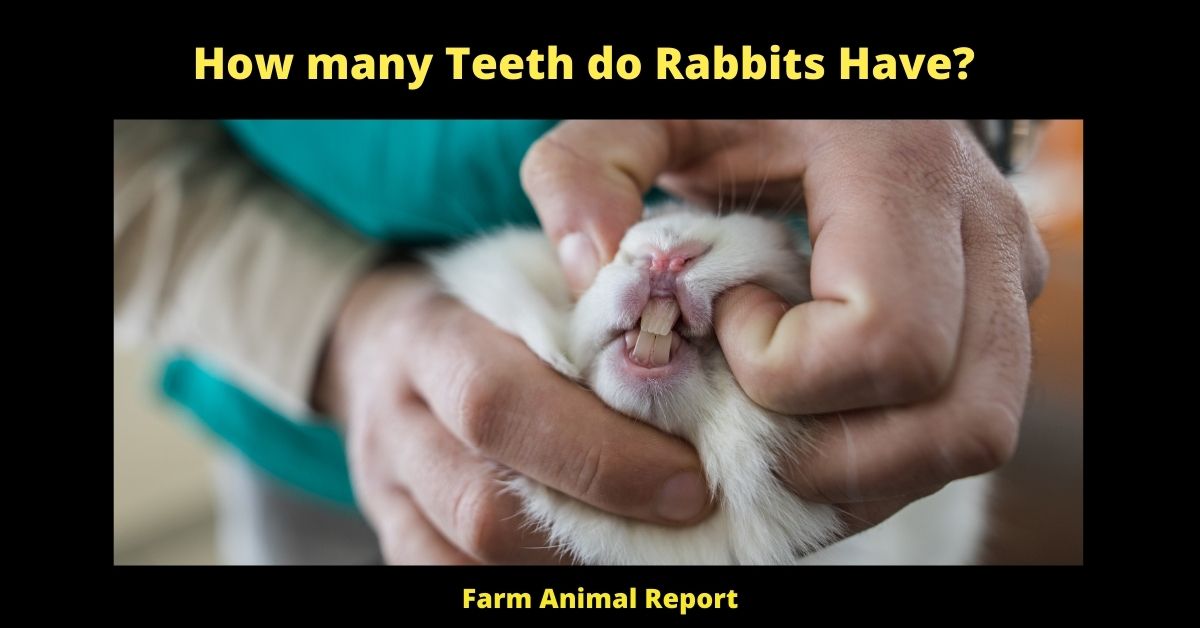 How Many Teeth Do Rabbits Have? (Updated 2024)