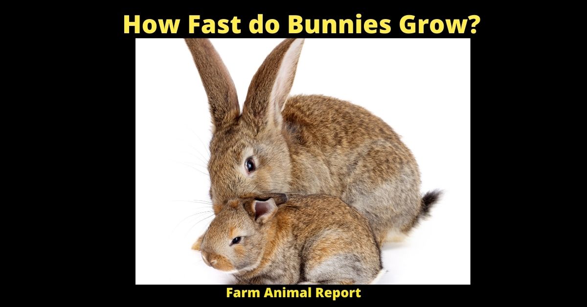 How Fast do Bunnies Grow? Bunnies Farm Animal Report