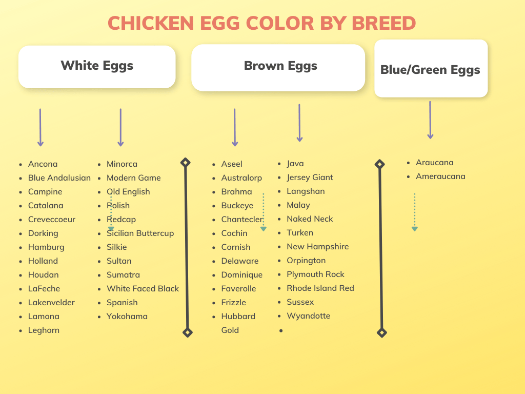 Informative Guide To Polish Chicken Egg Colors (2024)