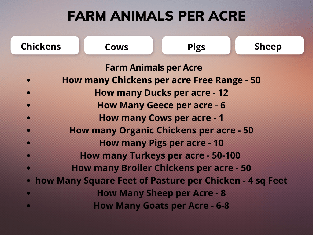 How Many Chickens Per Acre (2024)? (Homestead Or Free Range)