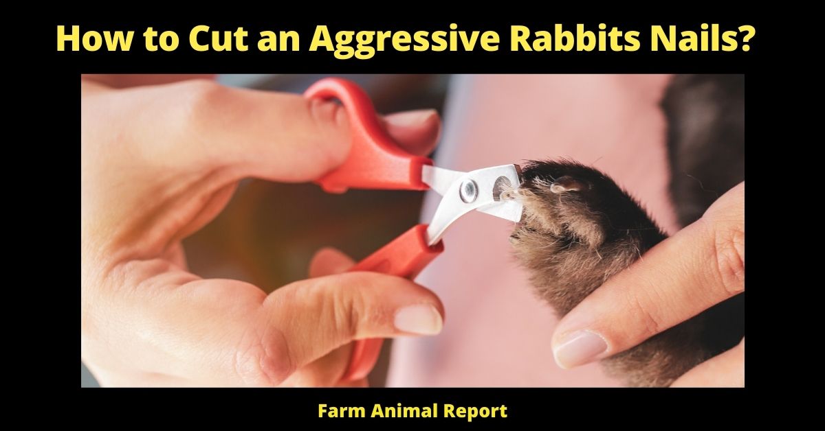 How To Cut An Aggressive Rabbits Nails? (Gentle Restraint)