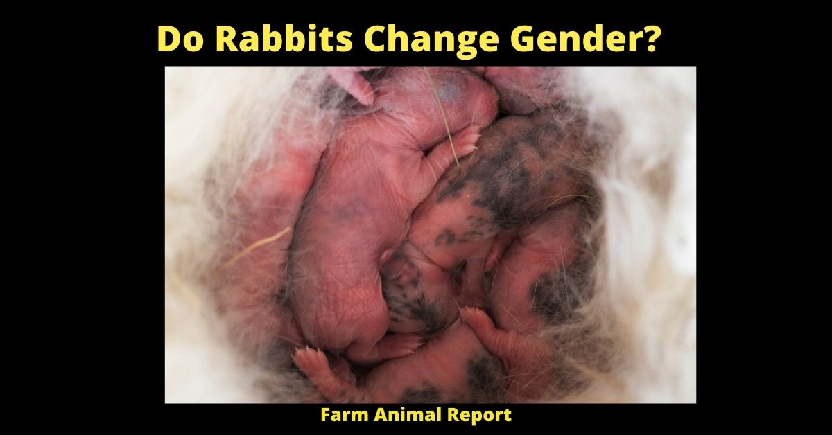 9 Tested Facts Do Rabbits Change Gender?
