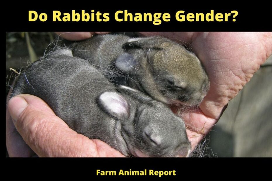 9 Tested Facts Do Rabbits Change Gender?