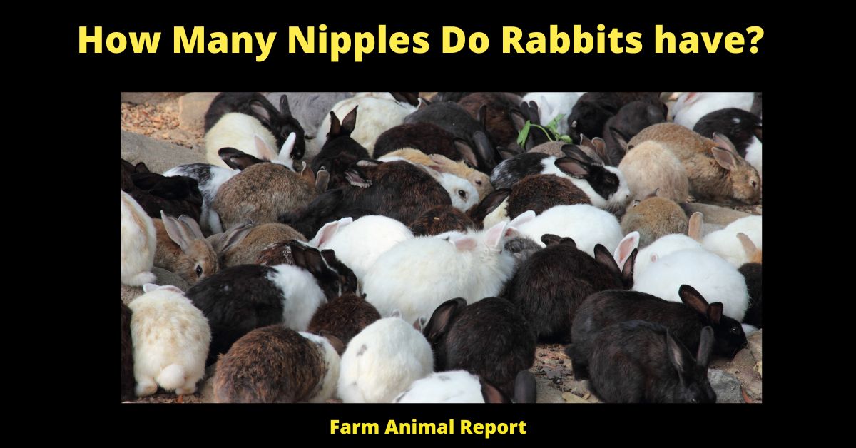 Do Rabbits Have Nipples Rabbit PDF