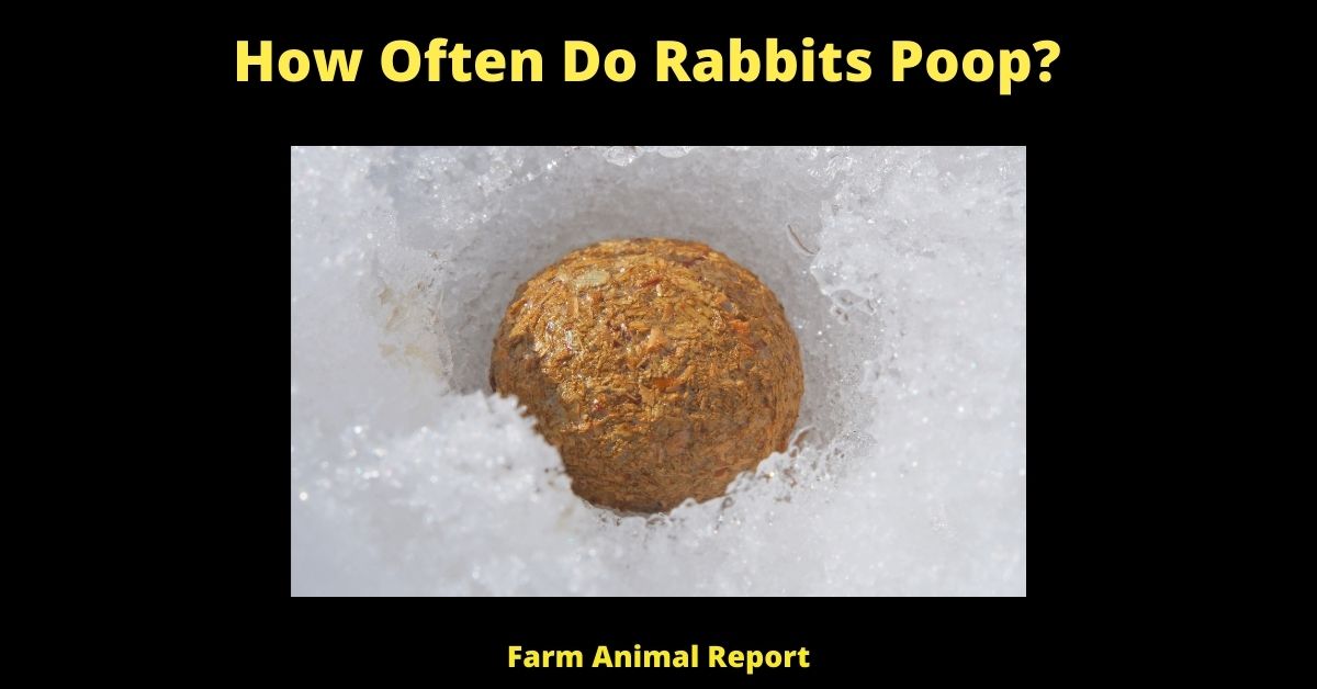 What Does Bunny Poop Mean at Brian Clodfelter blog
