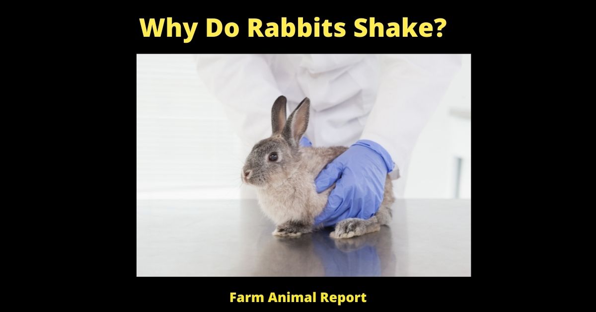 7 Reasons Why Do Rabbits Shake? Farm Animal Report