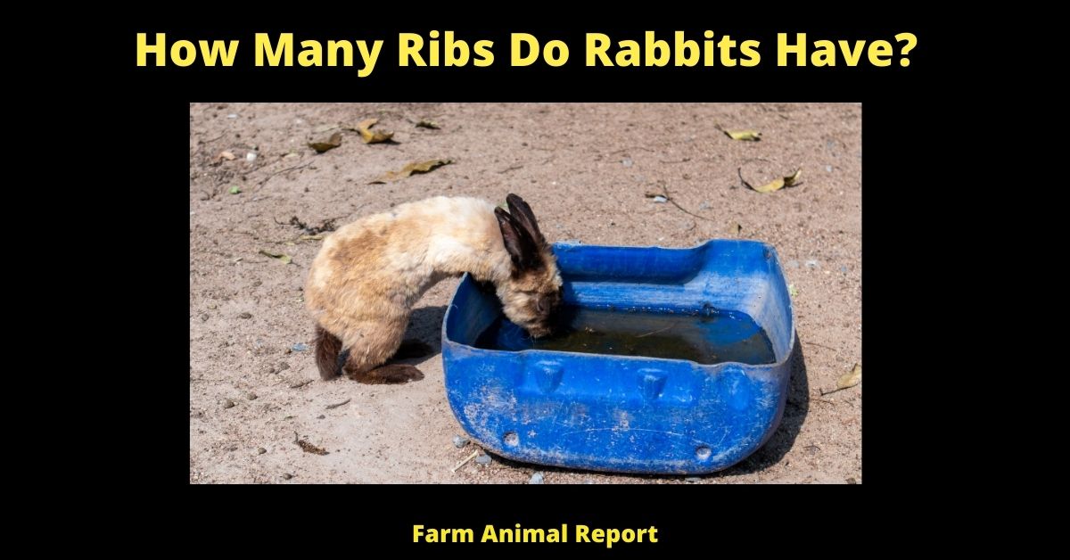 How Many Ribs Do Rabbits Have? Farm Animal Report