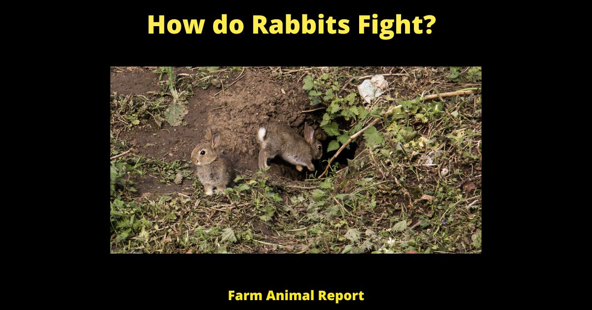 5 Weapons How Do Rabbits Fight?