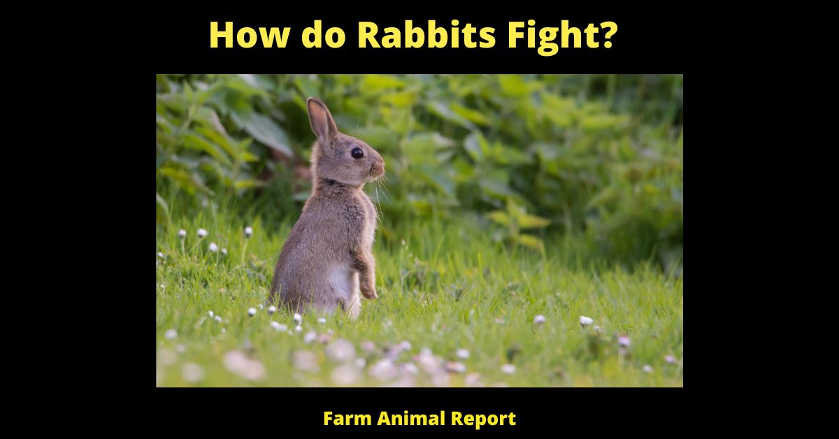 5 Weapons How Do Rabbits Fight?