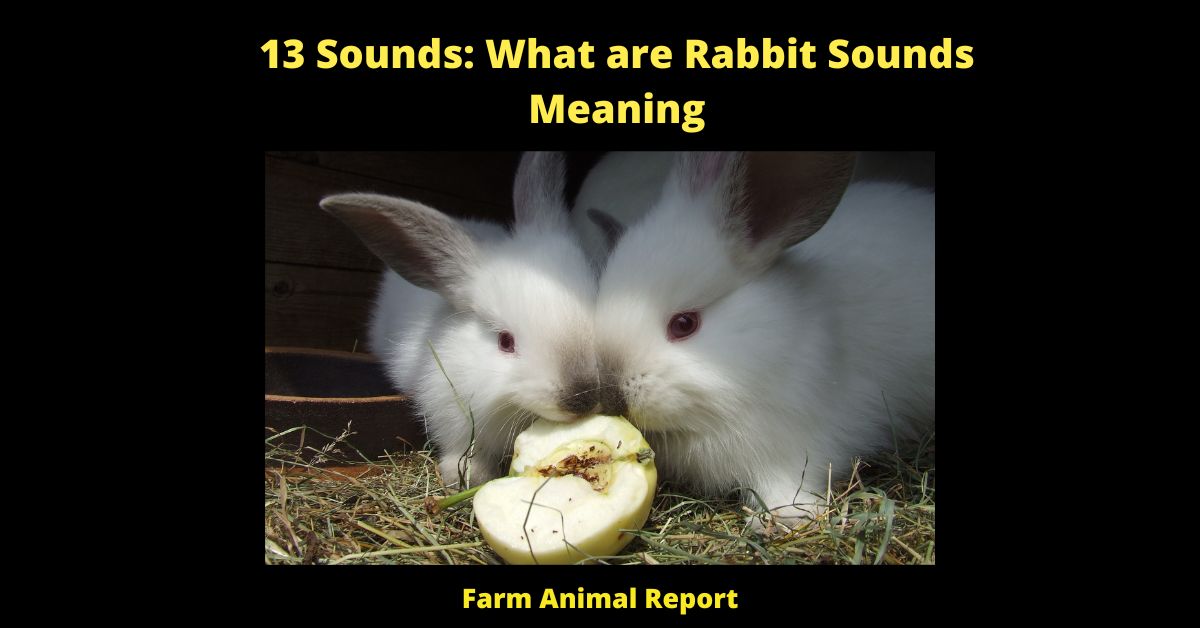 13 Sounds What Are Rabbit Sounds Meaning Rabbit Rabbits Noises