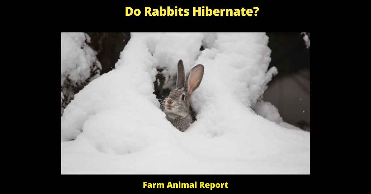 Do Rabbits Hibernate Rabbit Bunnies Migrate PDF