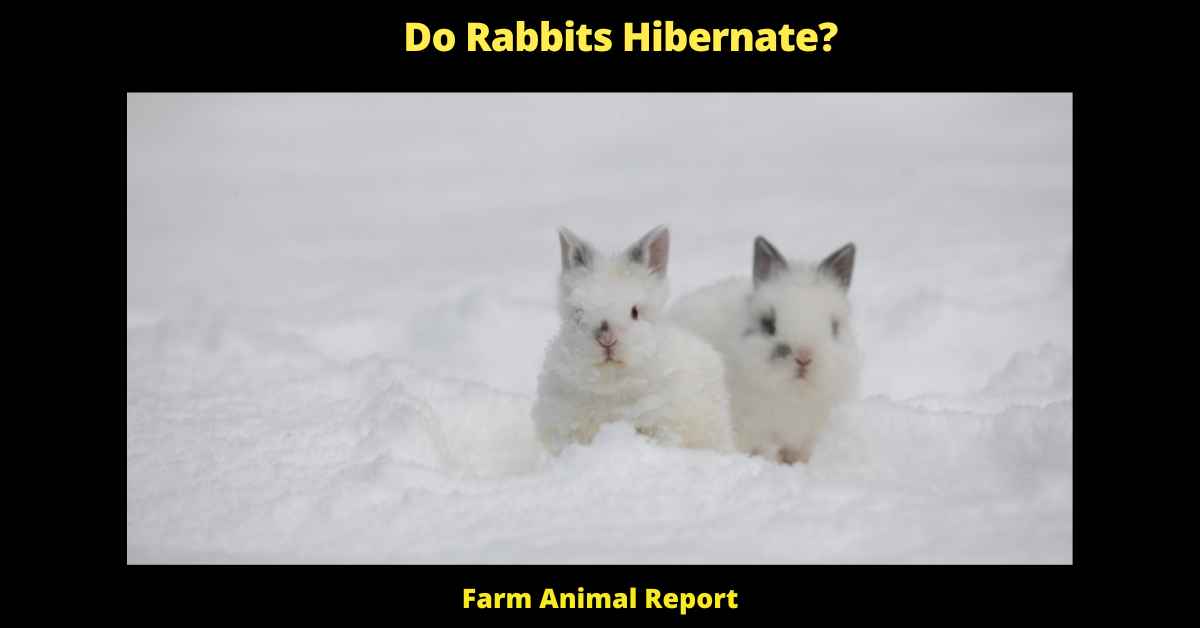 Do Rabbits Hibernate Rabbit Bunnies Migrate PDF