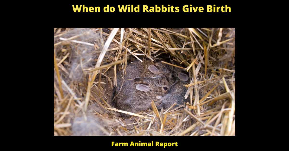 When Do Wild Rabbits Give Birth Rabbit Birth PDF