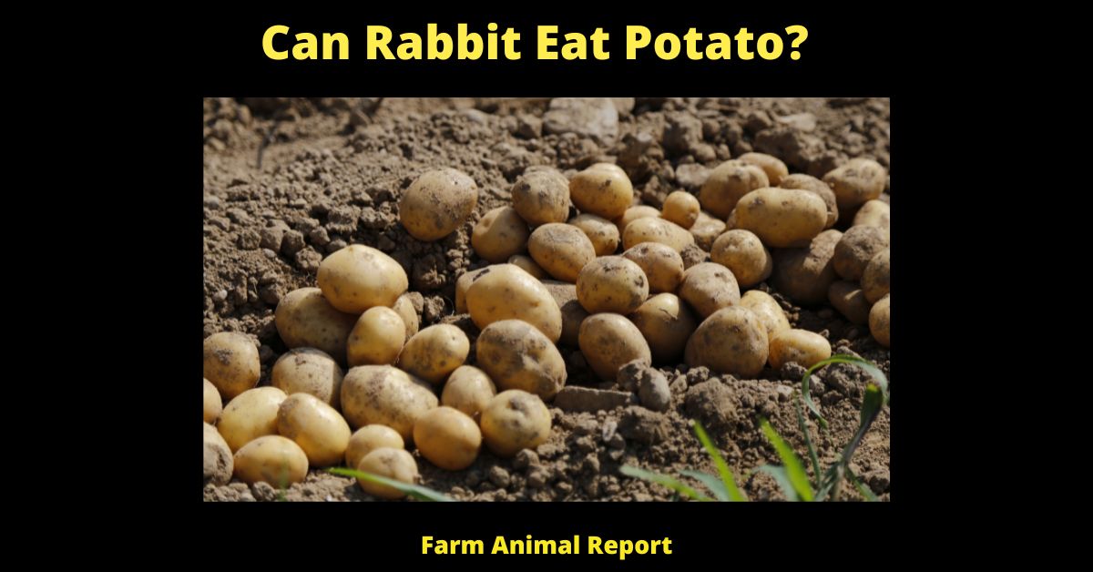11 MustKnow Facts Can Rabbit Eat Potato In 2024? 🐰🥔
