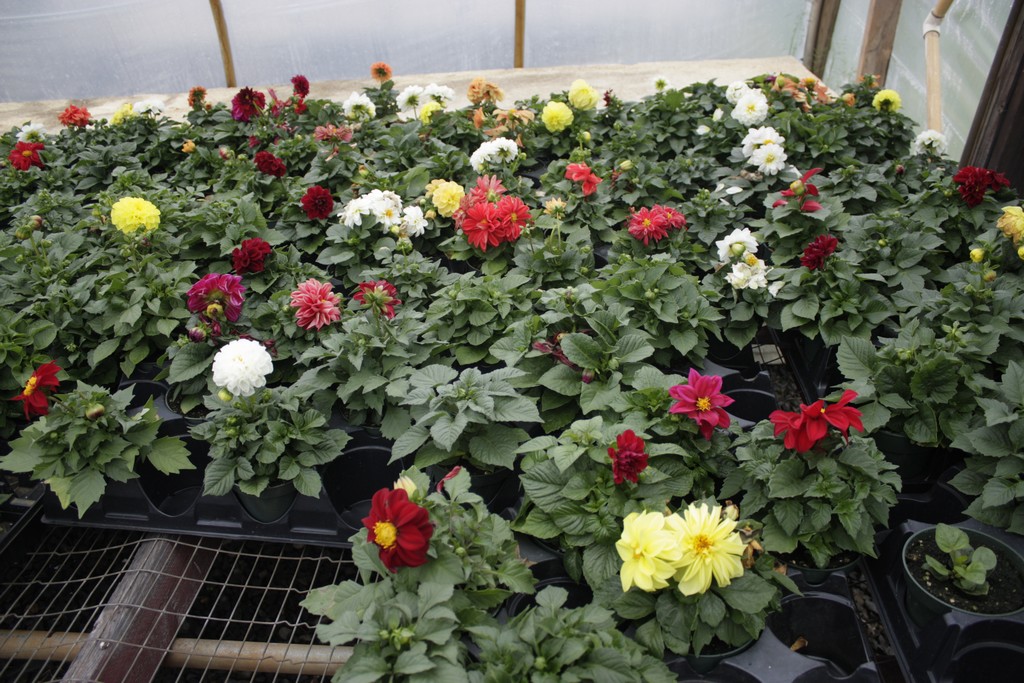 Farmer Al's Market & Greenhouses NJ School Plant Sale Fundraiser