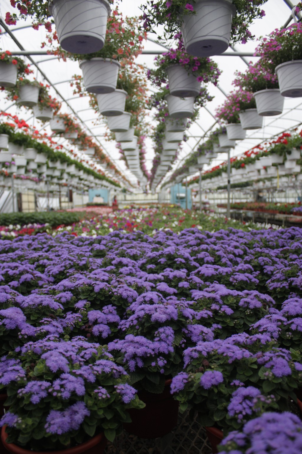 Farmer Al's Market & Greenhouses NJ School Plant Sale Fundraiser