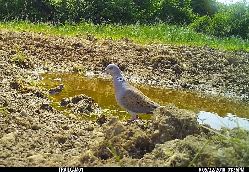Turtle Dove Farmer Clusters