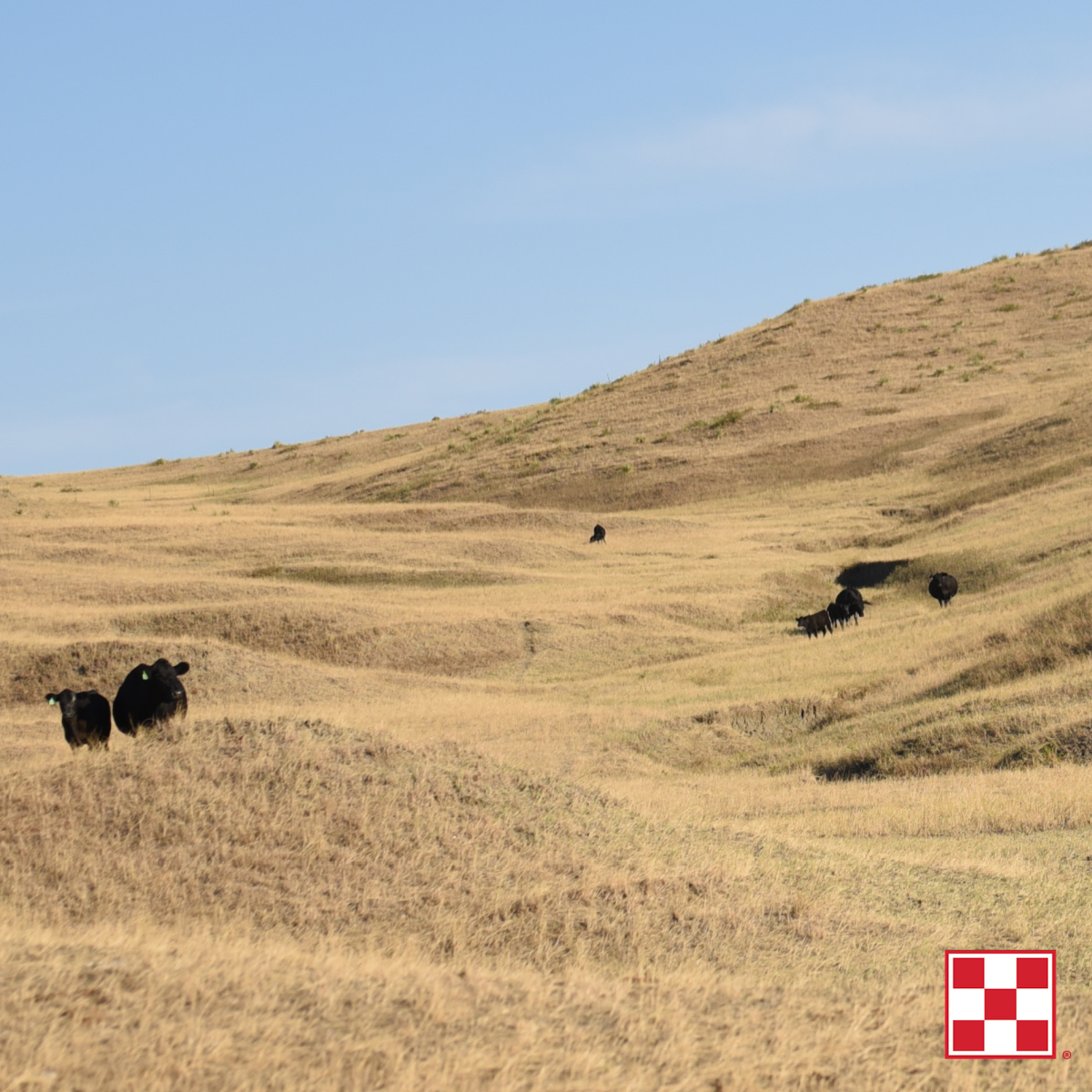 5 Cattle Nutrition Tips During Drought Farmers Coop