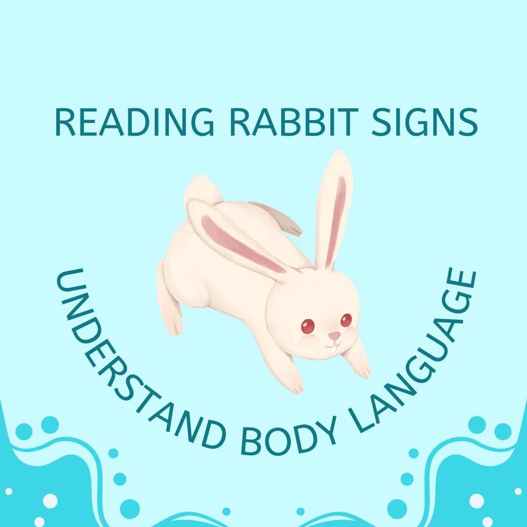 Read Rabbits Body Language Understand Your Bunny Behaviour Farmer Pete's