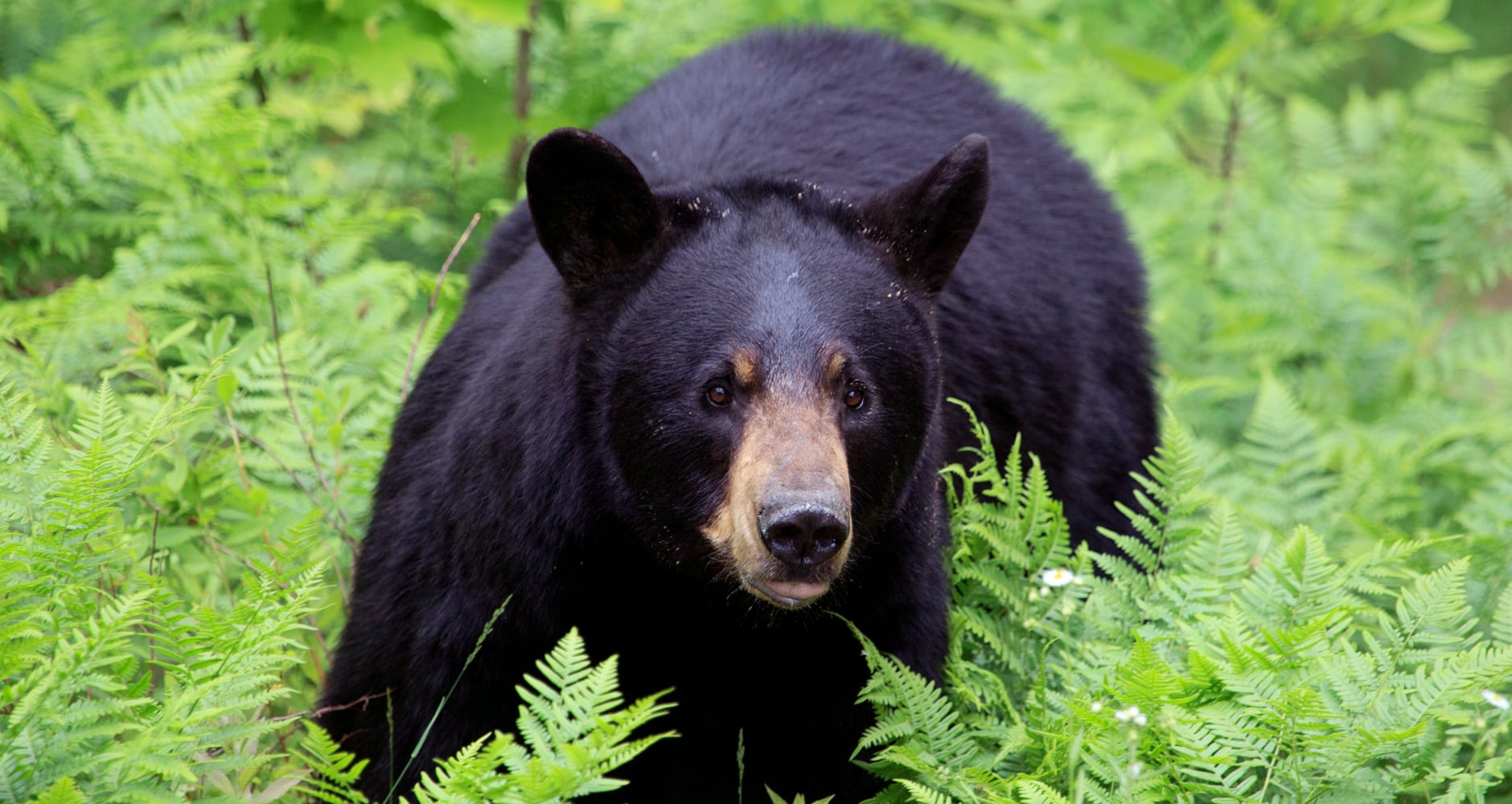 Black Bears How To Avoid RunIns Farmers' Almanac Plan Your Day