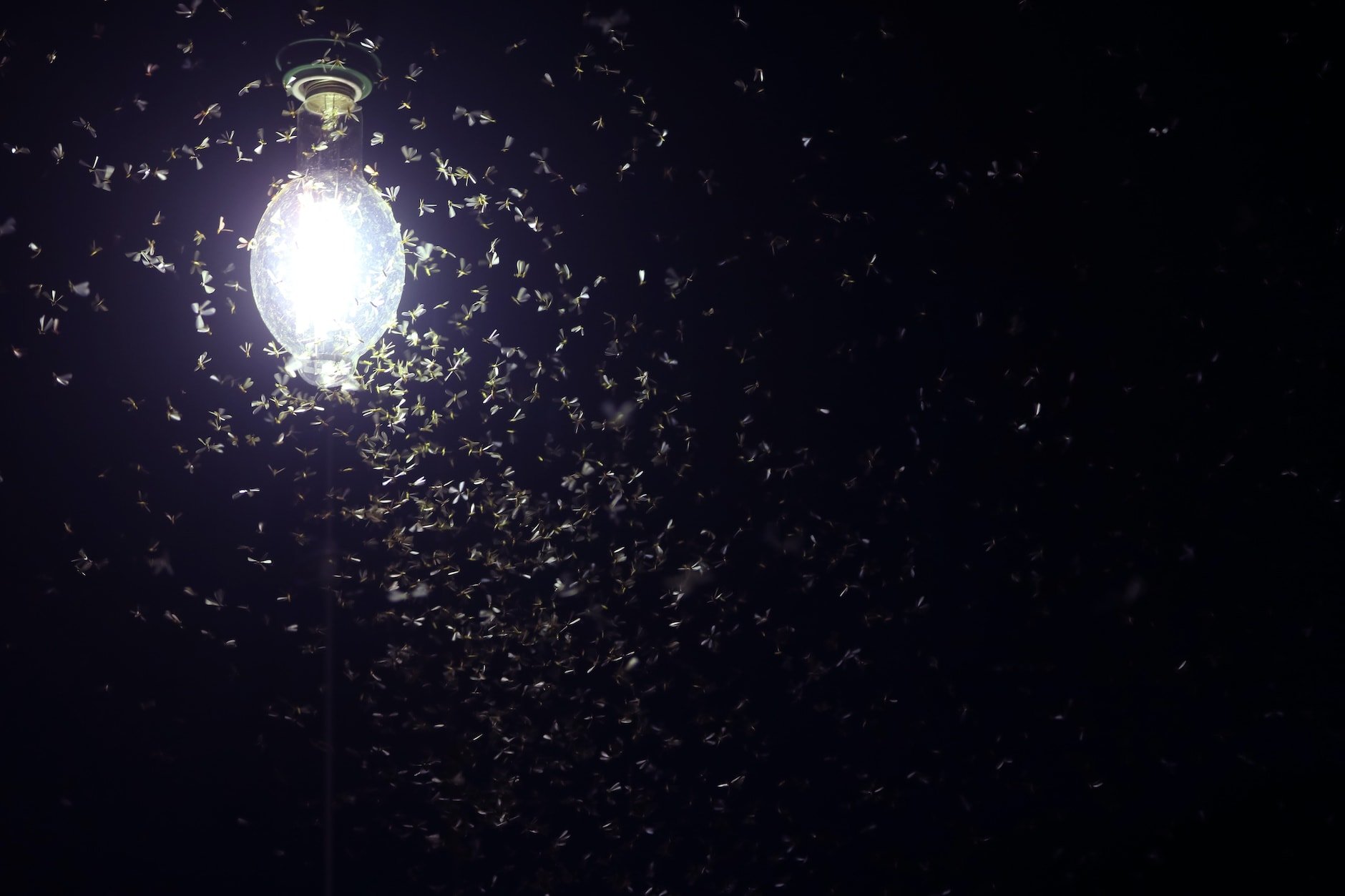 Why Are Bugs Attracted To Light? Farmers' Almanac Plan Your Day