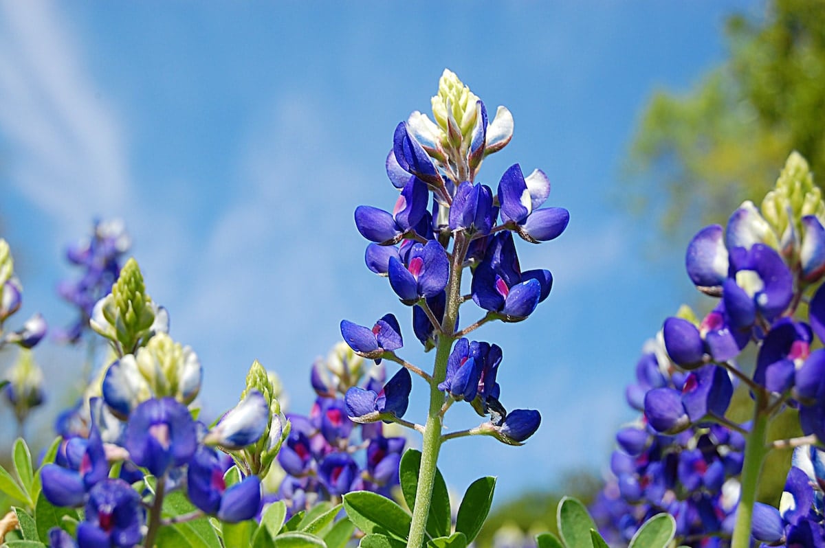 Legends and Lore of the Texas State Flower Farmers' Almanac