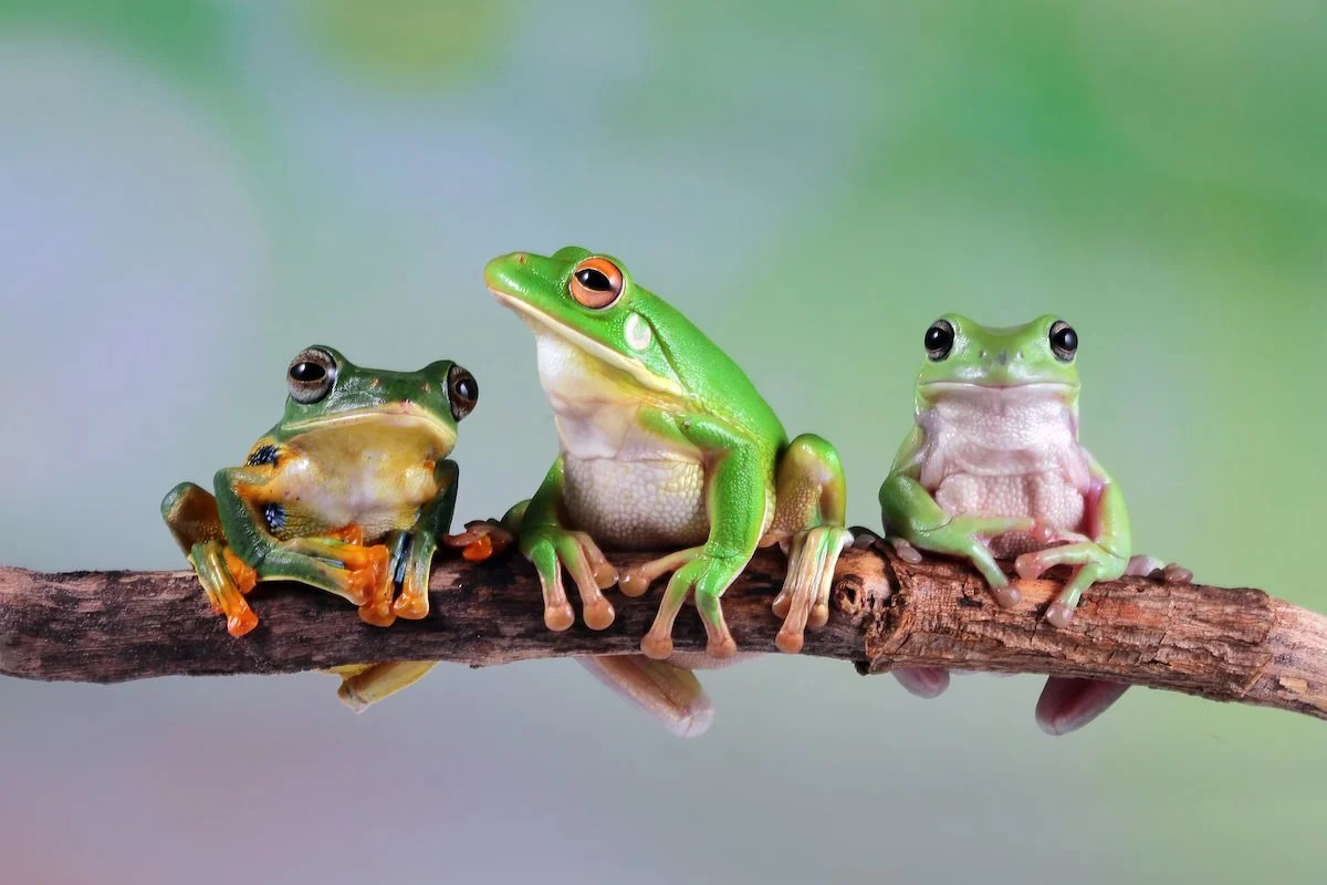 15 Fascinating Facts About Frogs You Probably Didn't Know Farmers