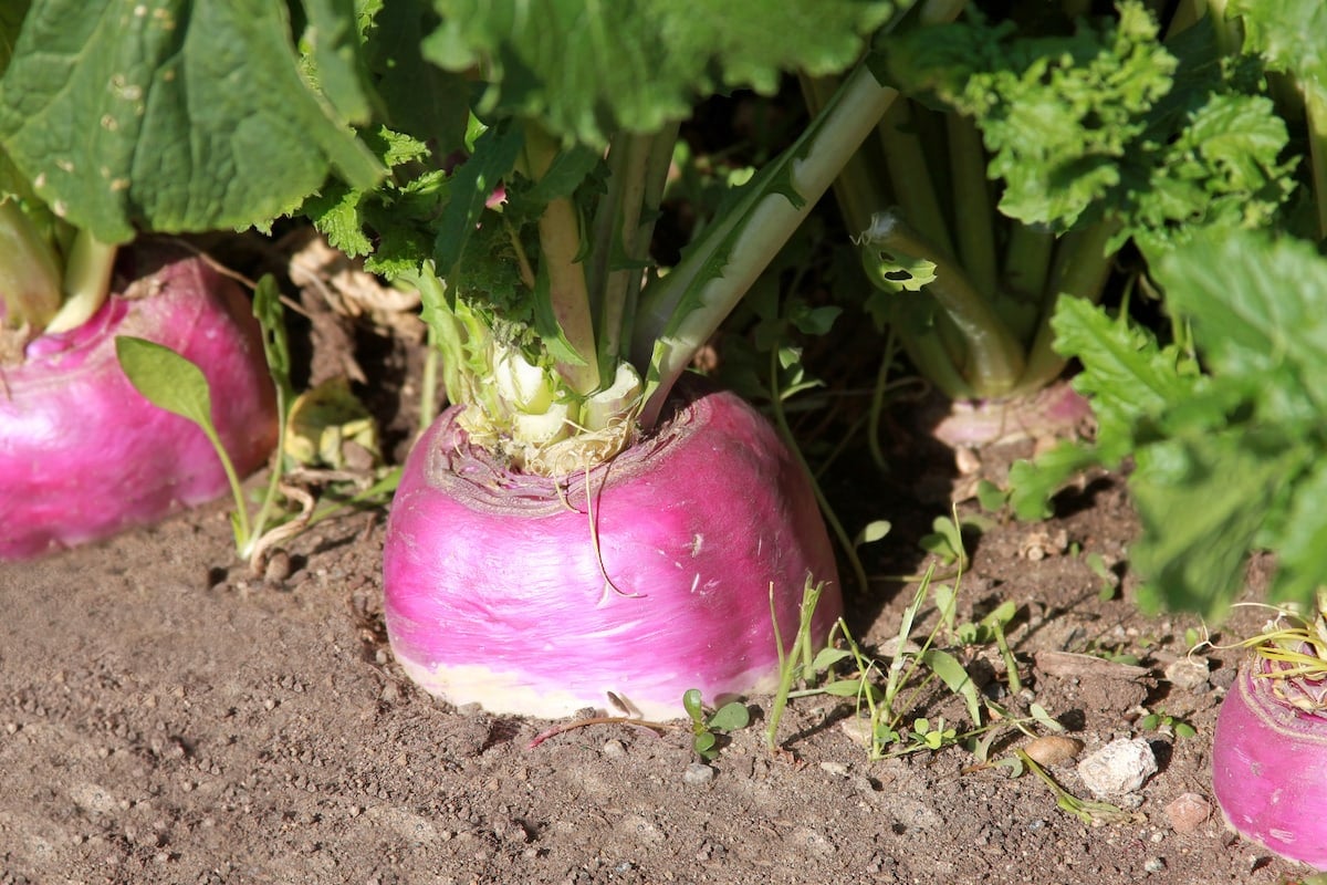 How To Grow Turnips From Seed at Mari Thompson blog