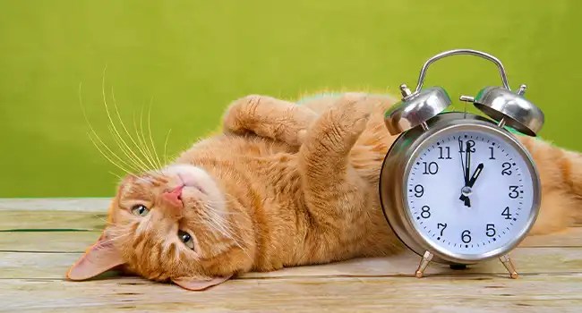 Daylight Saving Time 2025 Dates & Times Farmers' Almanac Daylight Saving Time 2025 Dates & Times Farmers' Almanac