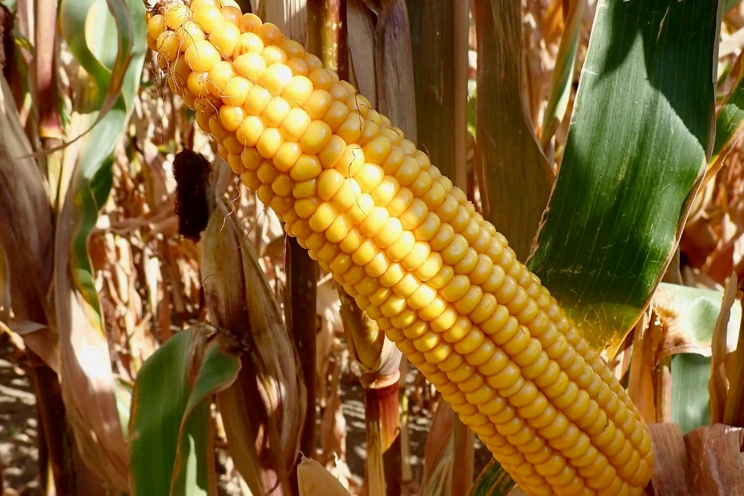 Latest results show very high yield potential for newest Pioneer maize