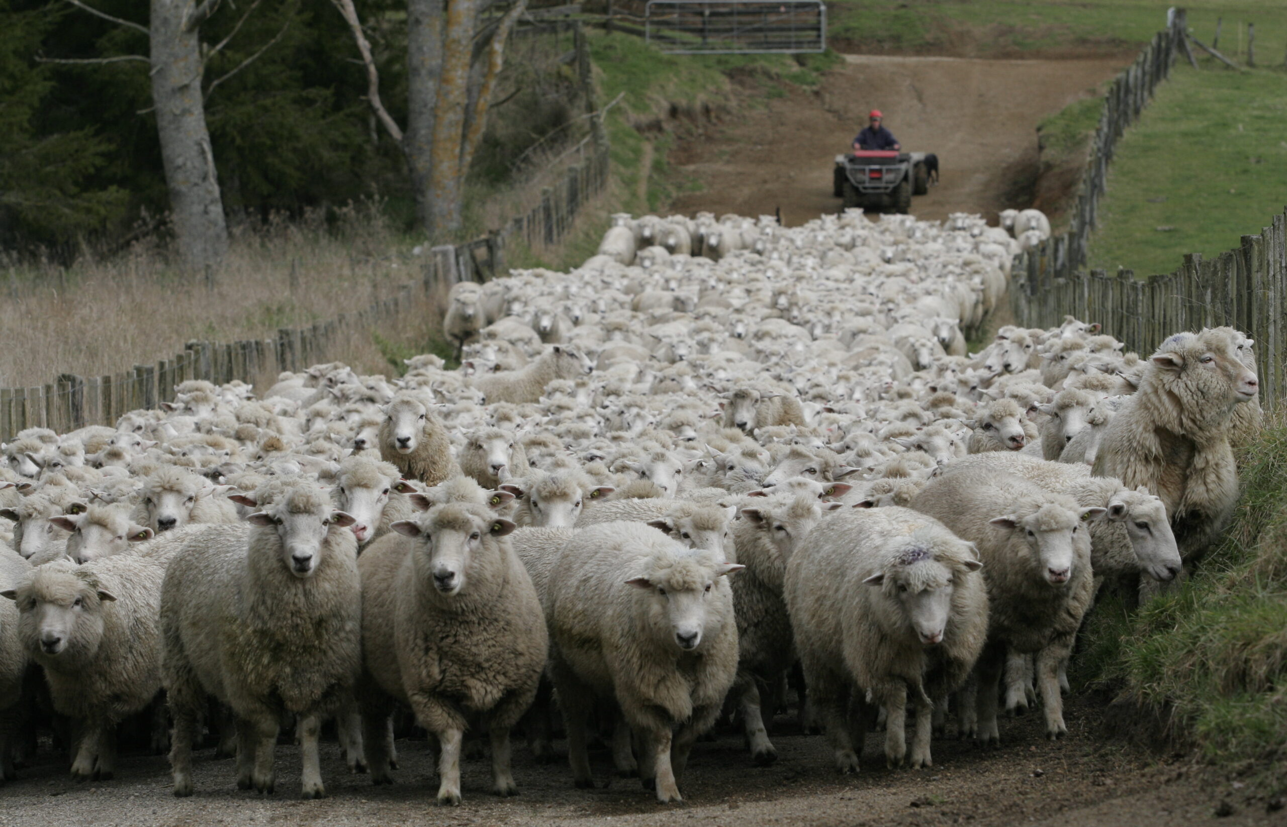 Following sheep into a new era for meatworks