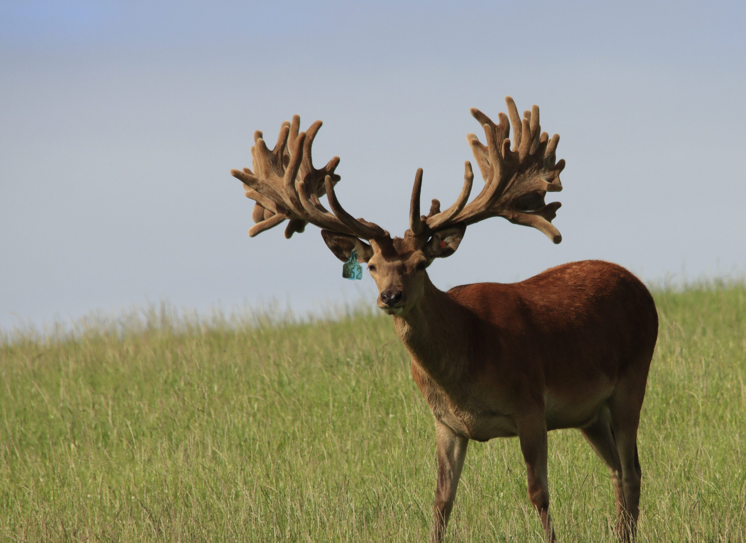 Gore sale heralds the rise of the 100,000 stag