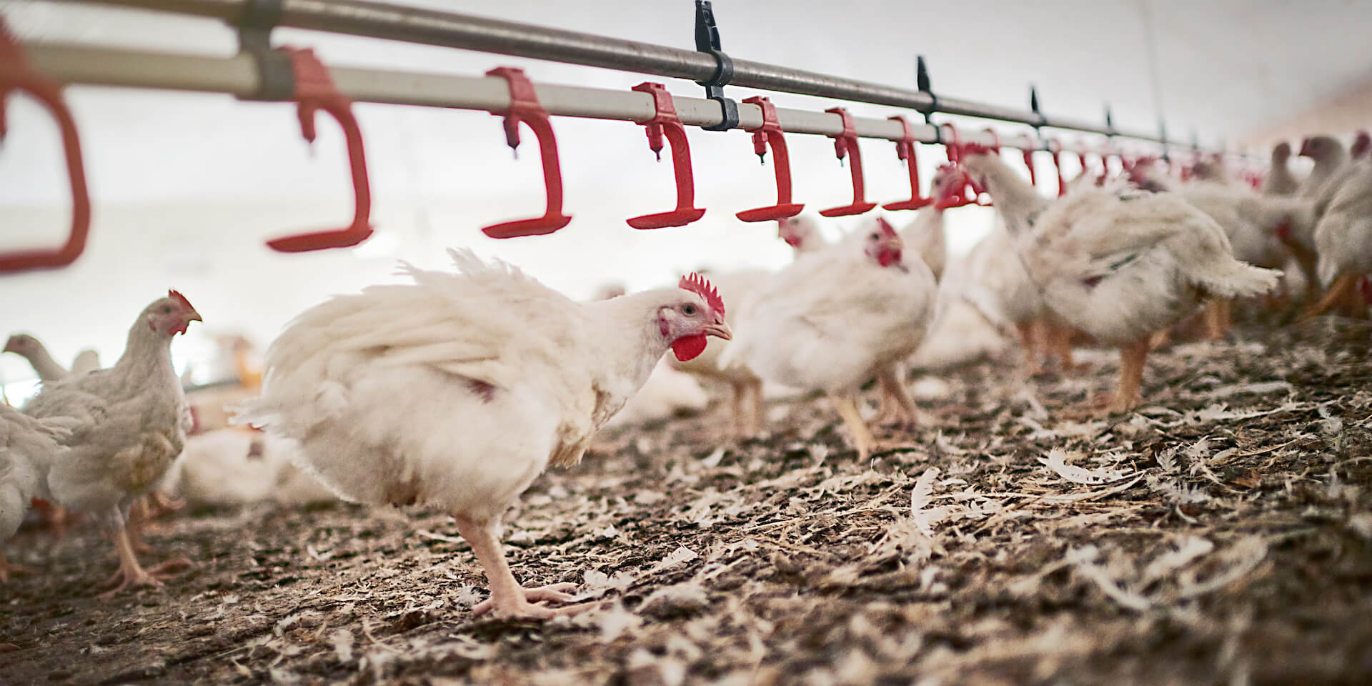 Factory farming Impact on animals, workers, environment, & more Farm