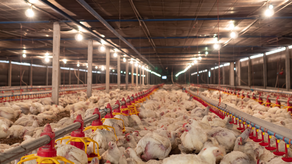 Poultry Farming in Uganda