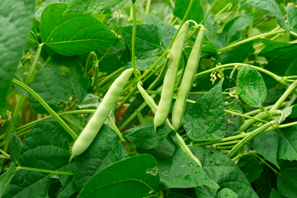Growing French Beans In Uganda