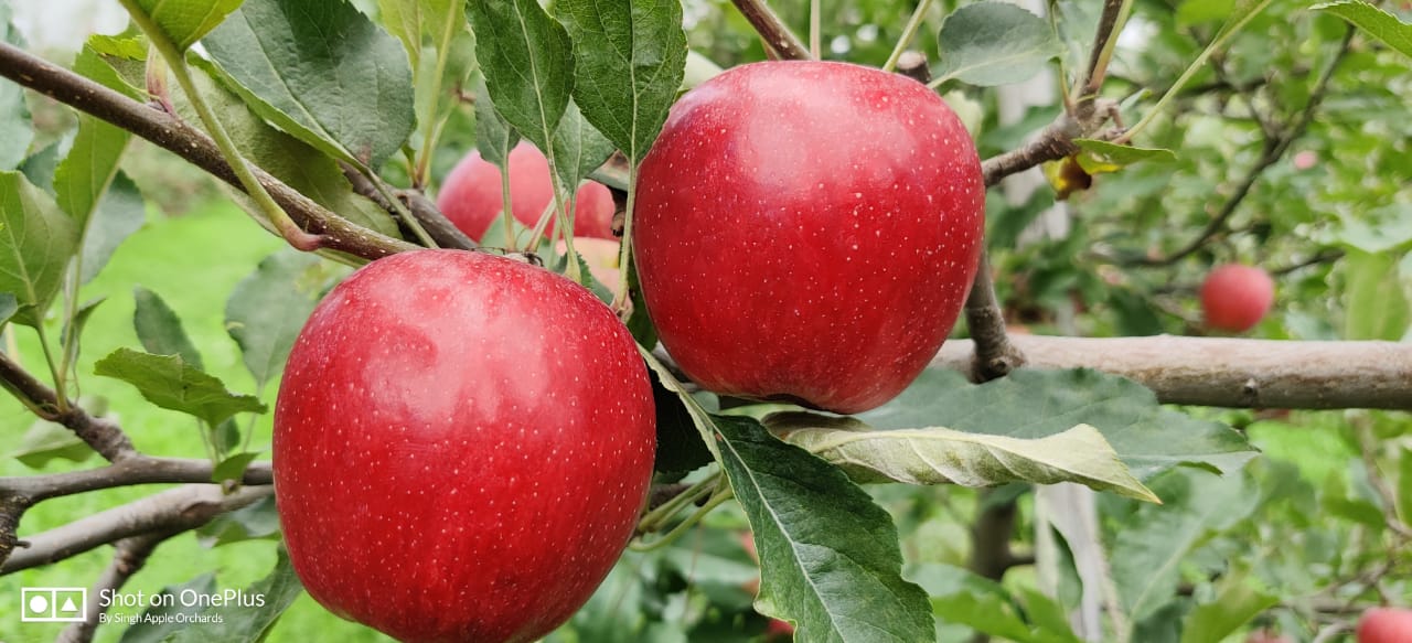 Singh Apple Orchards Farmizen