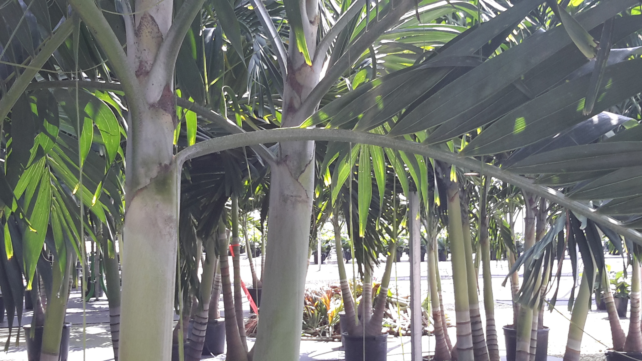 Tips for Growing Adonidia, Rhapis and Roebelenii Palms