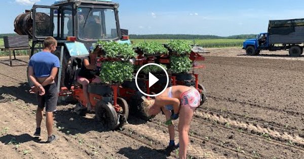 Ukrainian farmers vegetable cultivation