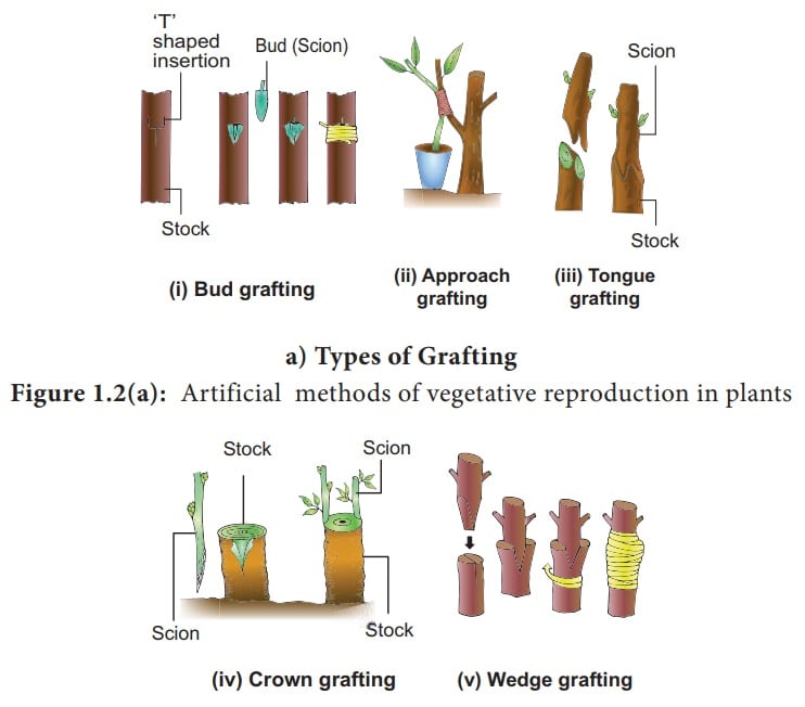 Artificial Vegetative Propagation Methods