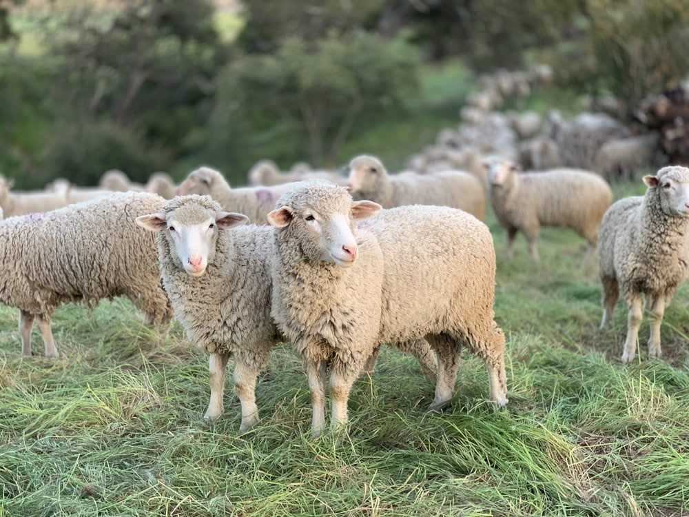 Wool Knowledgebase Farm Transparency Project Australian animal